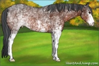 Horse Color:White Spotted Brown