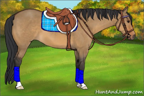 Horse Color:Bay Dun 