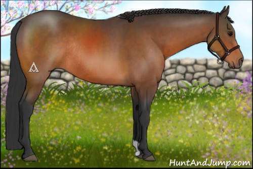 Horse Color:Bay Rabicano 