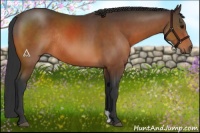 Horse Color:Bay Rabicano 