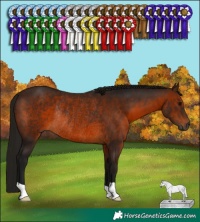 Horse Color:Gray Bay Rabicano