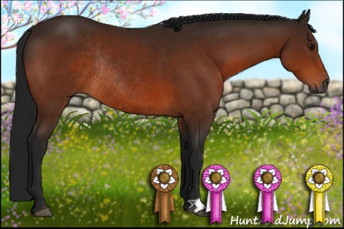Horse Color:Gray Bay Rabicano