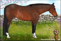 Horse Color:Gray Bay Rabicano