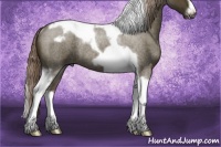 Horse Color:Chocolate Palomino Roan Tobiano Frame Rabicano 