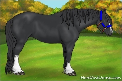 Horse Color:White Spotted Black Rabicano 