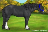 Horse Color:White Spotted Black Rabicano 