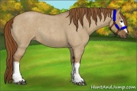 Horse Color:White Spotted Red Dun Roan Rabicano 