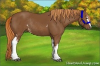 Horse Color:White Spotted Chestnut Rabicano 