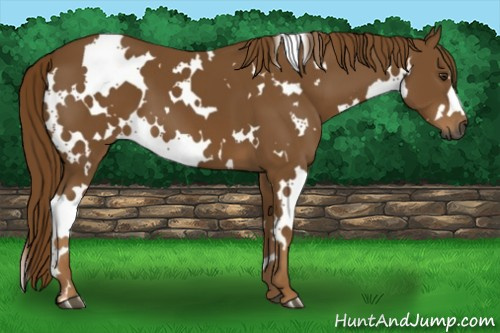 Horse Color:Gray White Spotted Chestnut 