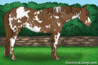 Horse Color:Gray White Spotted Chestnut 