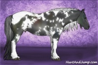 Horse Color:White Spotted Black Tobiano 