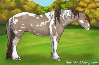 Horse Color:White Spotted Classic Champagne Tobiano