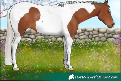 Horse Color:Chestnut Tobiano 