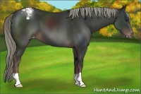Horse Color:Liver Chestnut Appaloosa