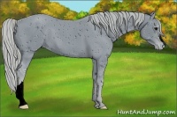 Horse Color:ERROR: UNKNOWN ANOMALY