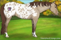 Horse Color:Classic Champagne Dun Appaloosa 