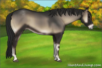 Horse Color:Gray Blue Onyx Appaloosa