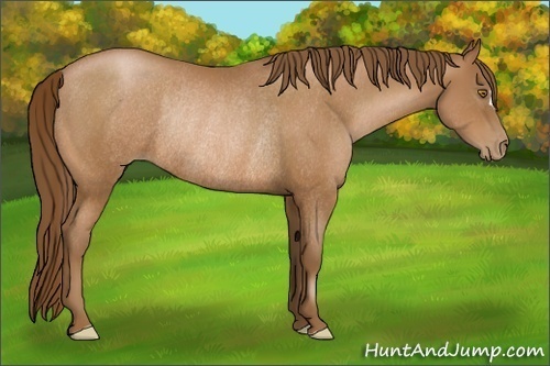 Horse Color:Brown Pearl Rabicano 