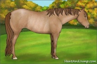 Horse Color:Brown Pearl Rabicano 