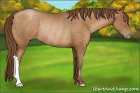 Horse Color:Brown Pearl Rabicano 