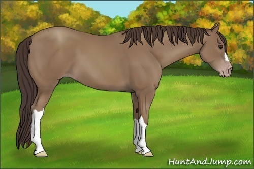 Horse Color:Classic Champagne