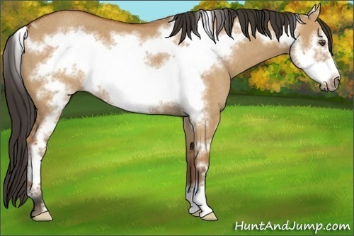 Horse Color:Brown Dun Sabino Frame Rabicano