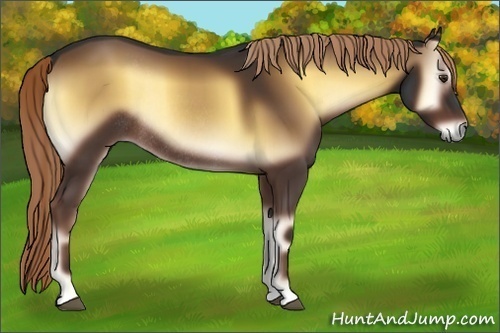 Horse Color:Liver Red Onyx Rabicano 