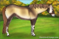 Horse Color:Liver Red Onyx Rabicano