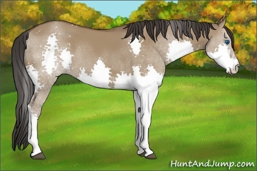 Horse Color:Bay Dun Splash 