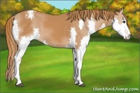 Horse Color:Chestnut Splash Appaloosa 