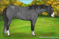 Horse Color:Blue Roan Splash 