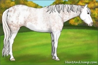 Horse Color:White Spotted Silver Brown Splash Appaloosa 