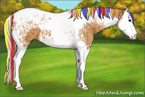 Horse Color:Painted Bay Splash Tobiano  and Chestnut Splash Tobiano 