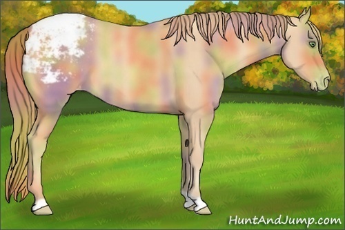 Horse Color:Nacre Gold Champagne Appaloosa 
