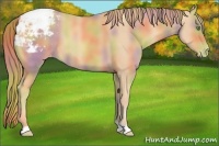Horse Color:Nacre Gold Champagne Snowcap 