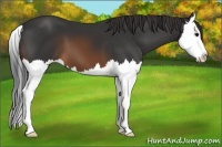 Horse Color:Brown Sabino Splash
