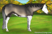 Horse Color:Gray Blue Onyx Splash 
