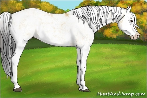 Horse Color:Bay Dun Sabino Splash