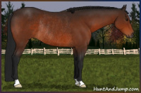 Horse Color:Gray Bay Rabicano