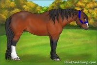 Horse Color:Brown 