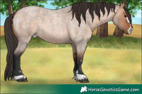 Horse Color:Bay Roan Dun 