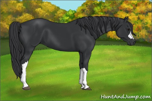 Horse Color:Unknown 