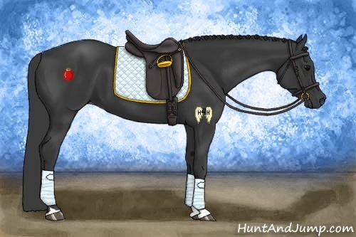 Horse Color:Black 