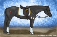 Horse Color:Black 