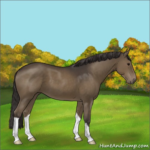 Horse Color:Smoky Black 