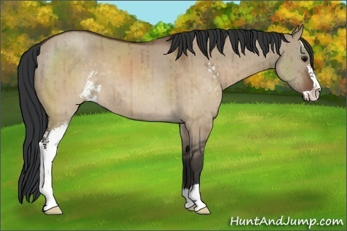 Horse Color:Brown Dun Sabino Brindle