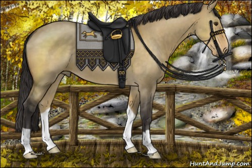 Horse Color:Buckskin Dun 
