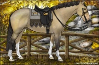 Horse Color:Buckskin Dun