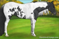 Horse Color:Black Tobiano Appaloosa