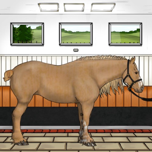 Horse Color:Chestnut  and Chestnut 